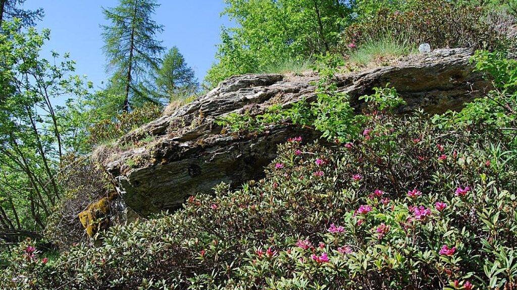 Un paysage montagnard avec un rocher surplombant des rhododendrons ferrugineux en fleur sous un ciel bleu clair.