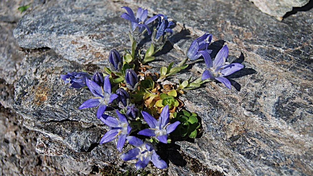 Fleurs de campanule cenisia avec des clochettes ouvertes, poussant sur des rochers, caractérisées par une corolle profondément divisée et une hauteur ne dépassant pas 5 cm.