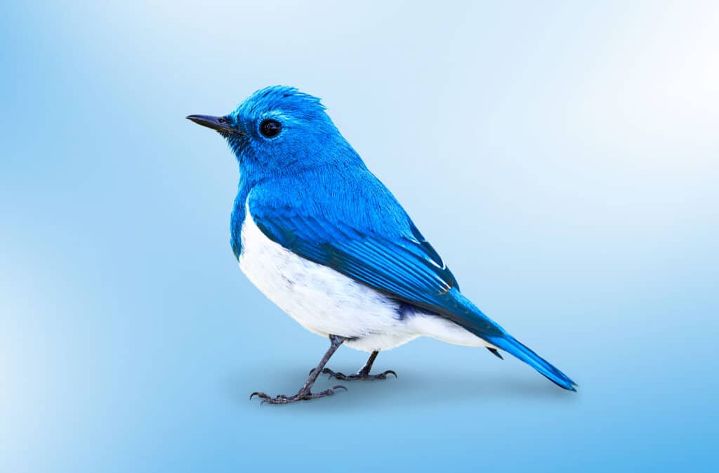 Un oiseau bleu brillant sur un fond dégradé clair.