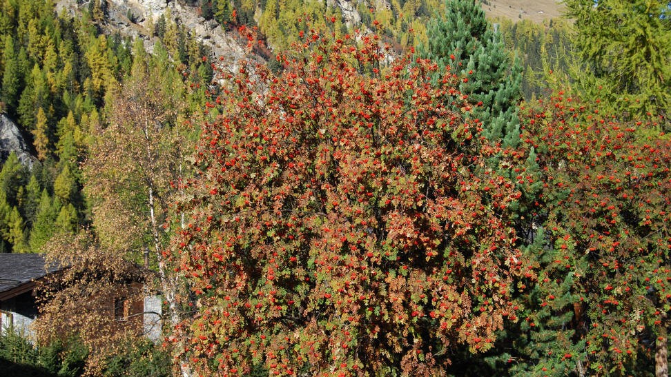 Arbre avec baies rouges en automne, forêt et montagne derrière.