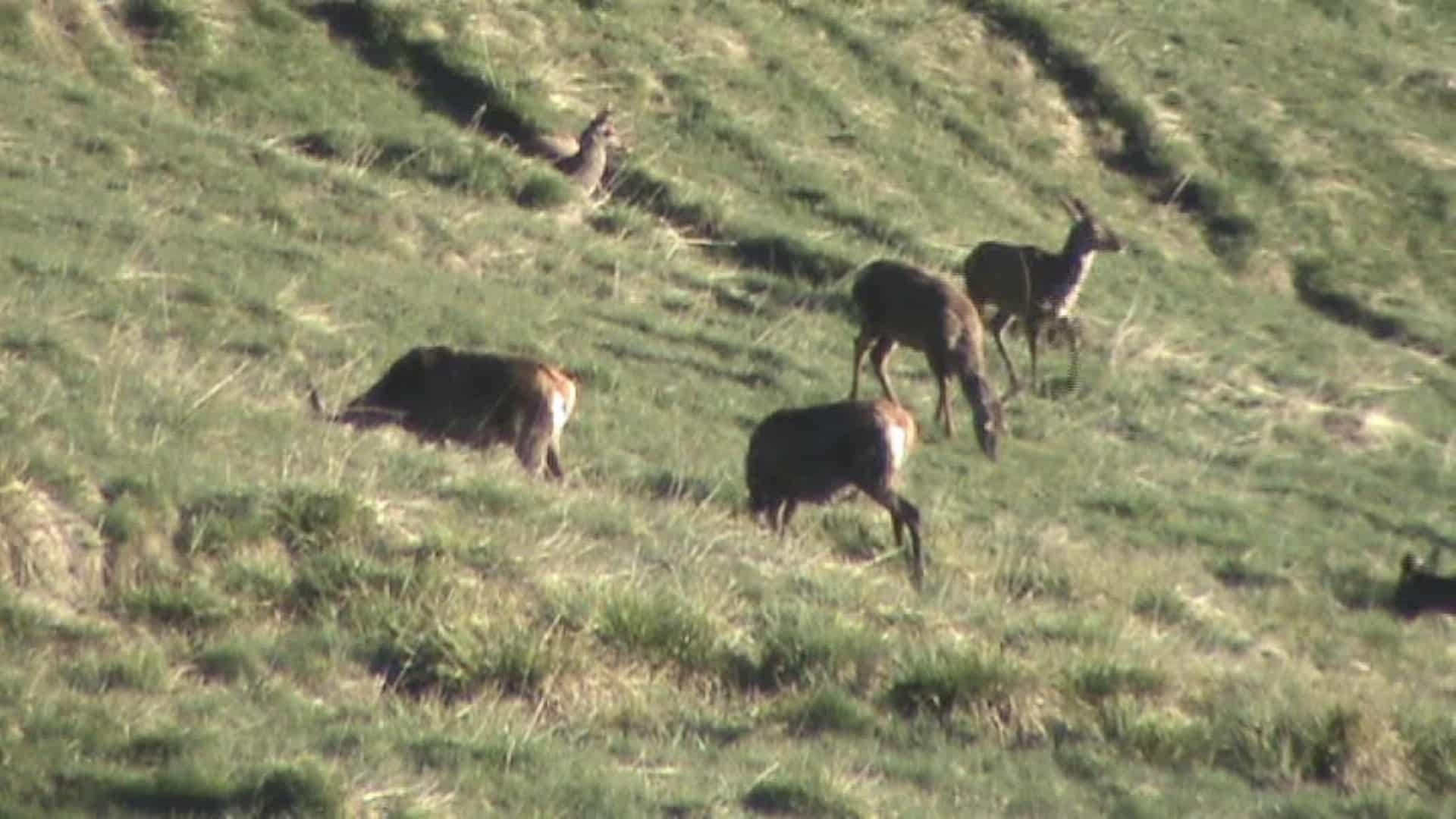 Plusieurs chevreuils ou chamois broutant une prairie de montagne.