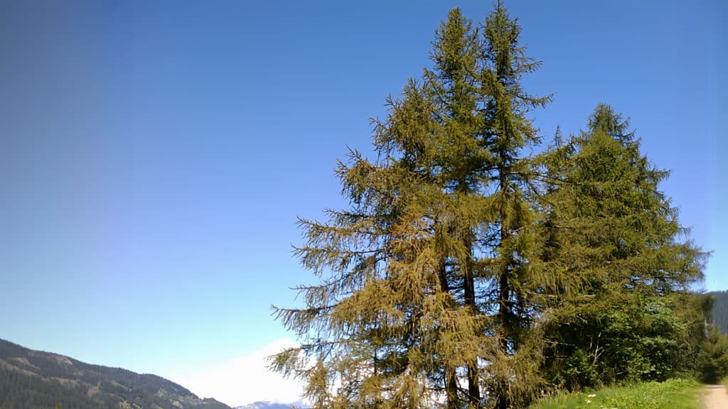 Deux mélèzes bruns partiellement dépouillés en plein jour, avec un ciel bleu en arrière-plan.