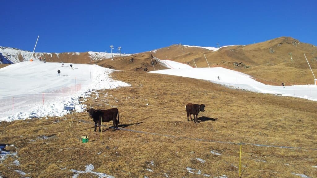 Deux génissons de la race d'Hérens se tiennent sur un terrain montagneux près de pistes de ski ensoleillées, avec des skieurs en arrière-plan.