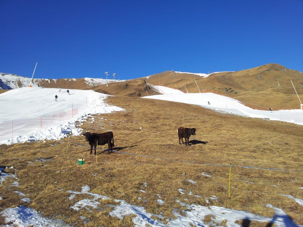 Deux génissons de la race d'Hérens se reposent sur une piste de ski ensoleillée, avec des skieurs en arrière-plan et un ciel bleu clair.