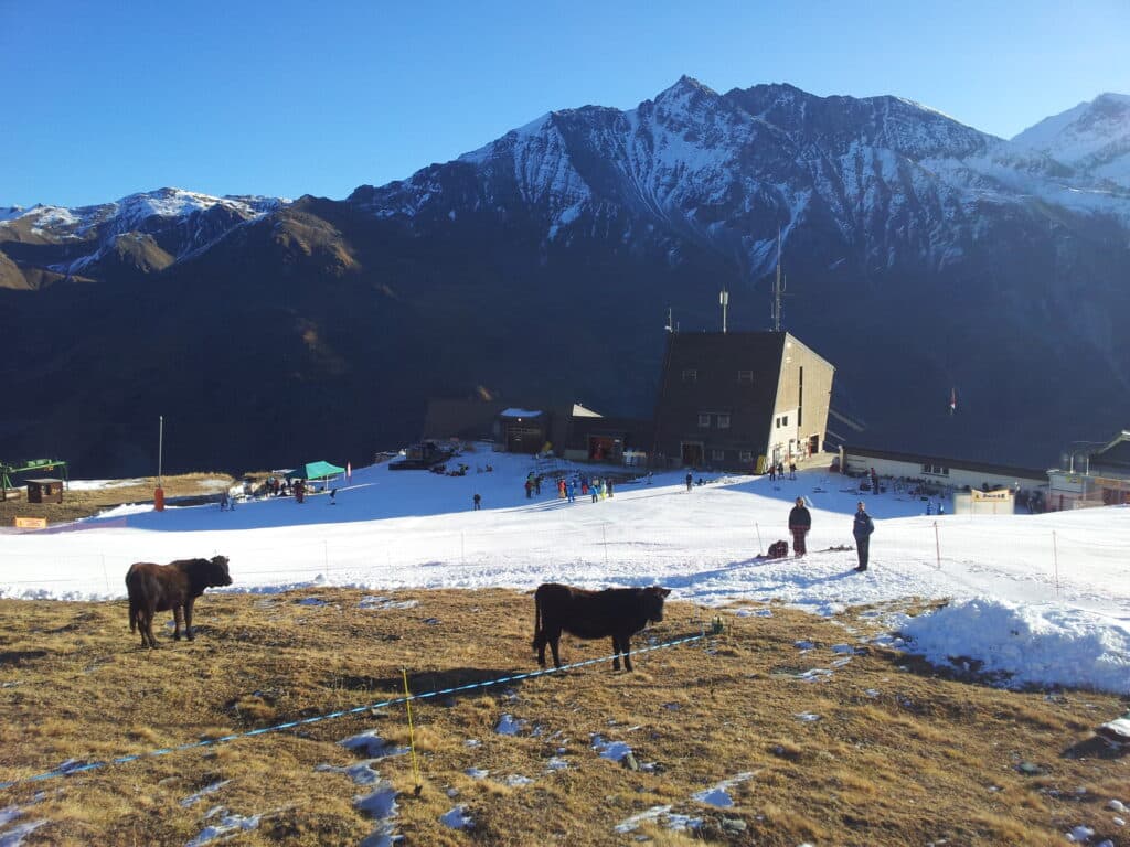Deux génissons de race Hérens sur un terrain enneigé près d'une station de ski, avec des montagnes en arrière-plan et des skieurs au loin.