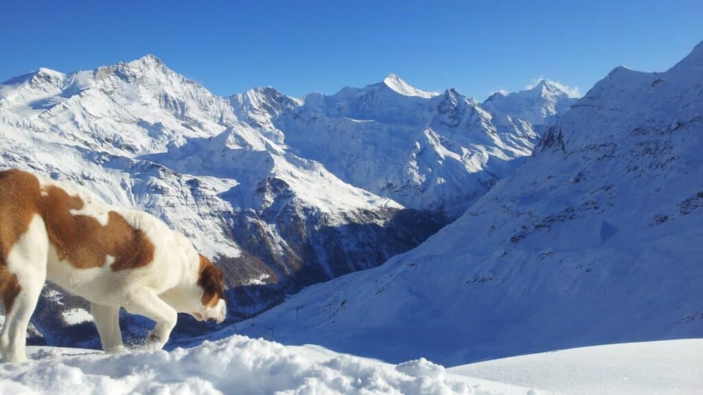 Un chien sur un terrain enneigé avec des montagnes magnifiques en arrière-plan sous un ciel bleu clair.