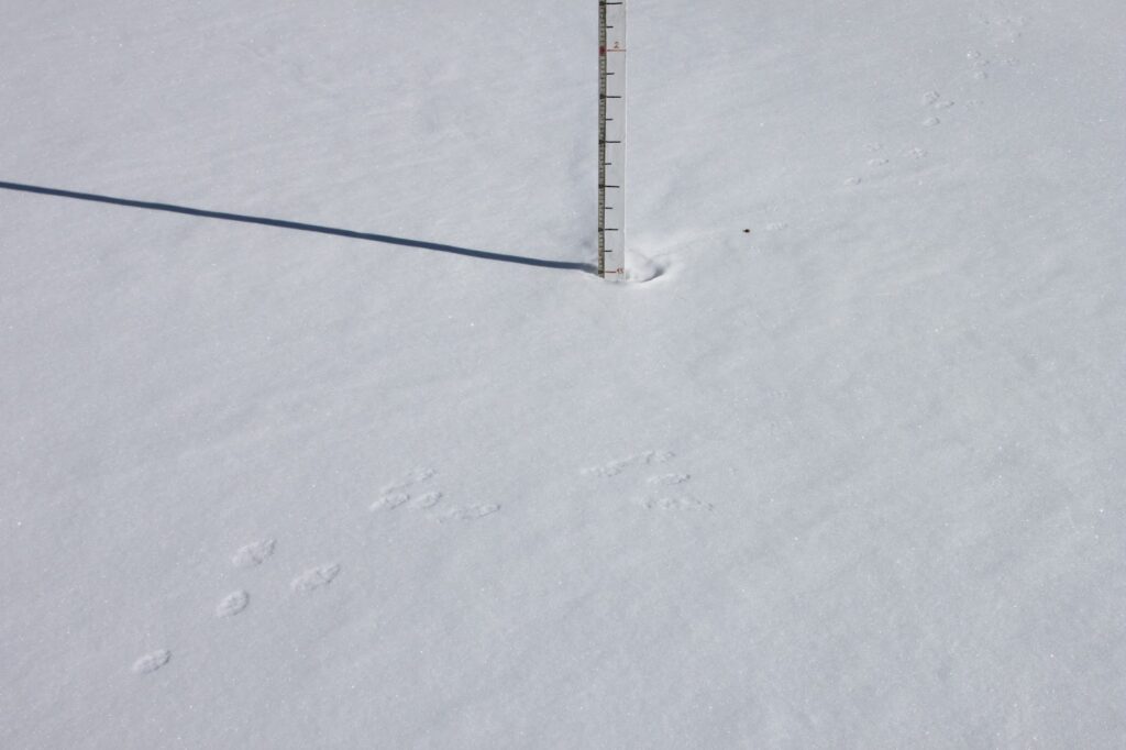 Un jalon de mesure de la neige dans un champ de neige vierge avec des traces d'animaux autour.