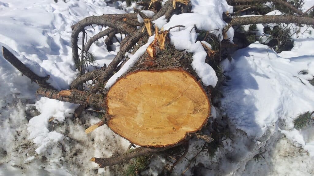 Un tronc d'arbre abattu avec une coupe visible, entouré de neige et de branches non coupées.