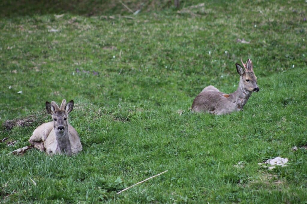 Deux brocards se reposent sur un champ d'herbe verte au printemps.