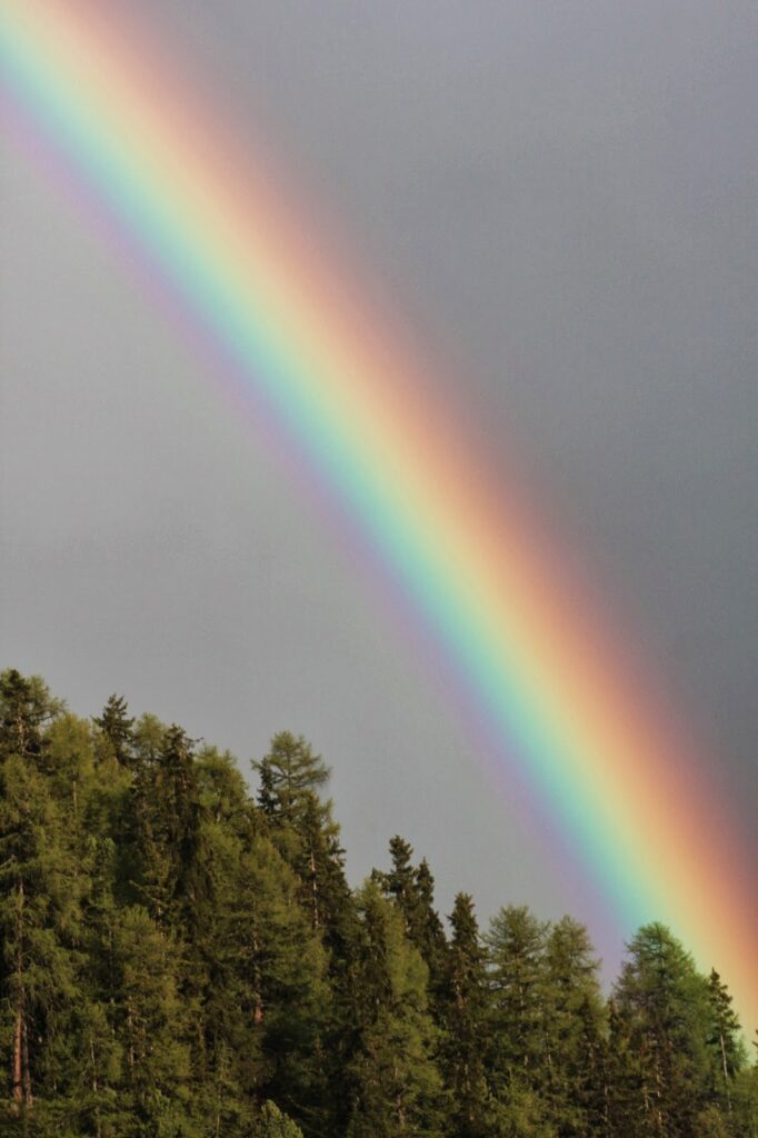 Un arc-en-ciel vibrant se dessine au-dessus d'une forêt d'arbres conifères sous un ciel nuageux.