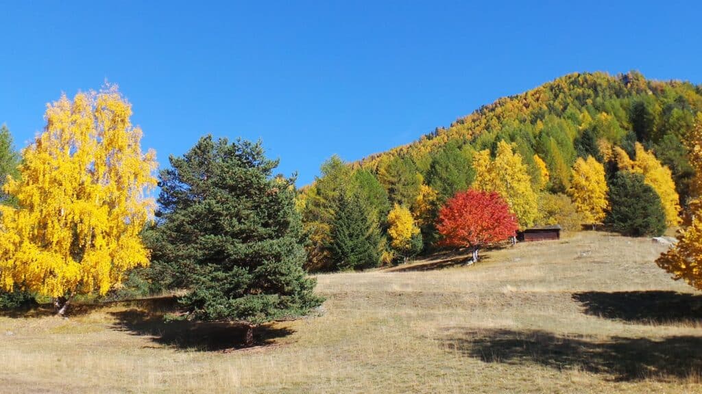 Paysage d'automne avec des arbres aux feuillages jaunes, oranges et verts sous un ciel bleu, avec une colline boisée en arrière-plan et une petite cabane en bois.