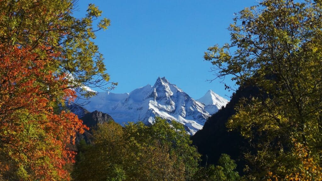 Vue des montagnes enneigées sous un ciel bleu, encadrées par des arbres aux feuilles d'automne.