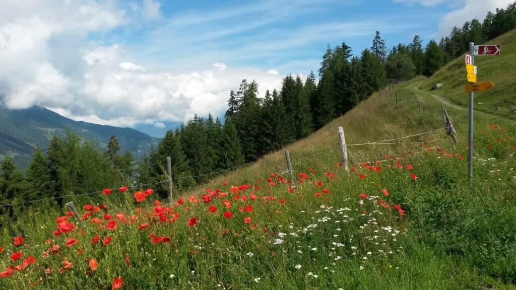 Un champ de coquelicots rouges et de fleurs blanches sur un chemin de montagne, avec des montagnes et des forêts en arrière-plan sous un ciel bleu partiellement nuageux.