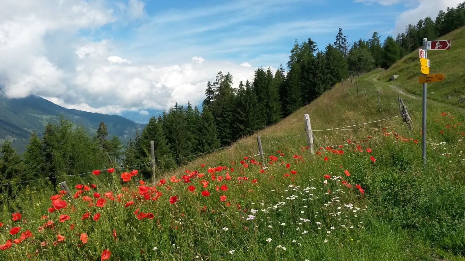 Champs de coquelicots en montagne, sentier et forêt sous ciel nuageux.