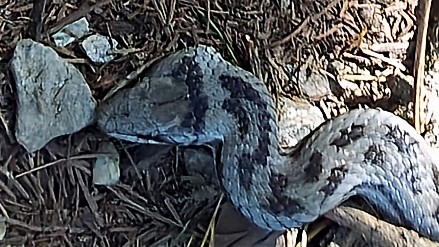 Vipère sur un sol rocailleux avec feuilles mortes.