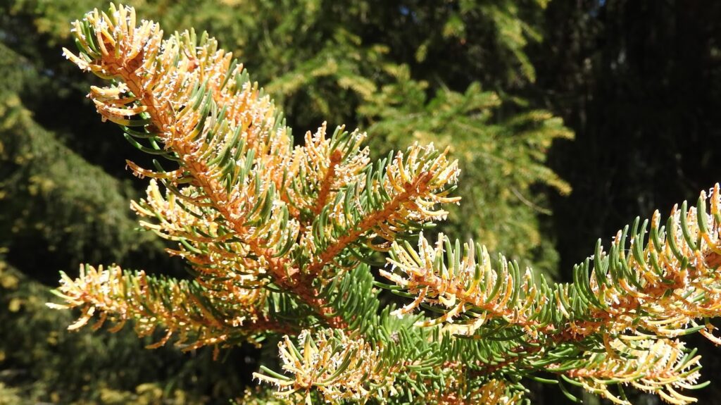 Gros plan sur des pousses d'épicéas affectées par le champignon Chrysomyxa rhododendri, montrant des symptômes de rouille.