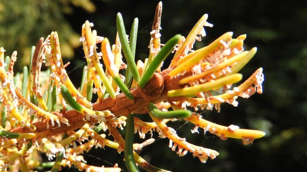Gros plan sur des aiguilles d'épicéa présentant des symptômes de rouille, avec des écidies orange et jaune visibles.