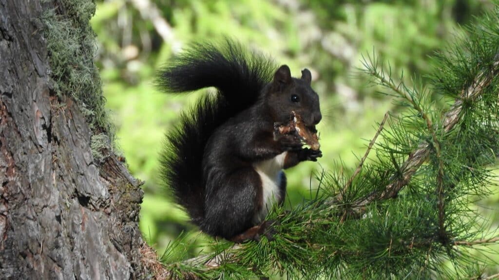 Un écureuil noir mange sur une branche d'arbre en pleine nature.