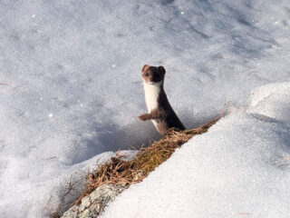 Bizarrement pas de souris cet hiver, ni dans le bûcher ni aux clapiers... Bienvenue dans le quartier Dame Hermine, votre pelage fin décembre n'augure pas un hiver enneigé. Joyeux Noël quand même !