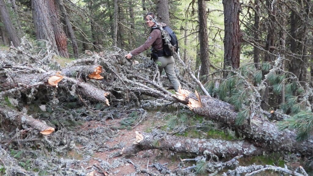 Une personne explore une forêt où des troncs d'arbres abattus jonchent le sol, illustrant l'impact d'une tempête sur l'environnement.