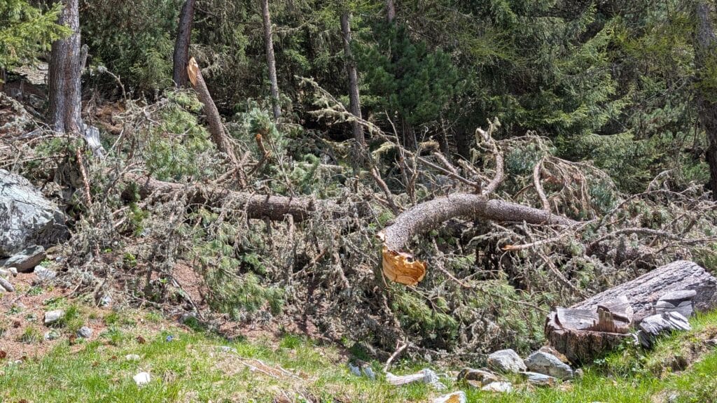 Arbres tombés et débris de forêt après une tempête, avec des troncs brisés sur le sol dans un environnement boisé.