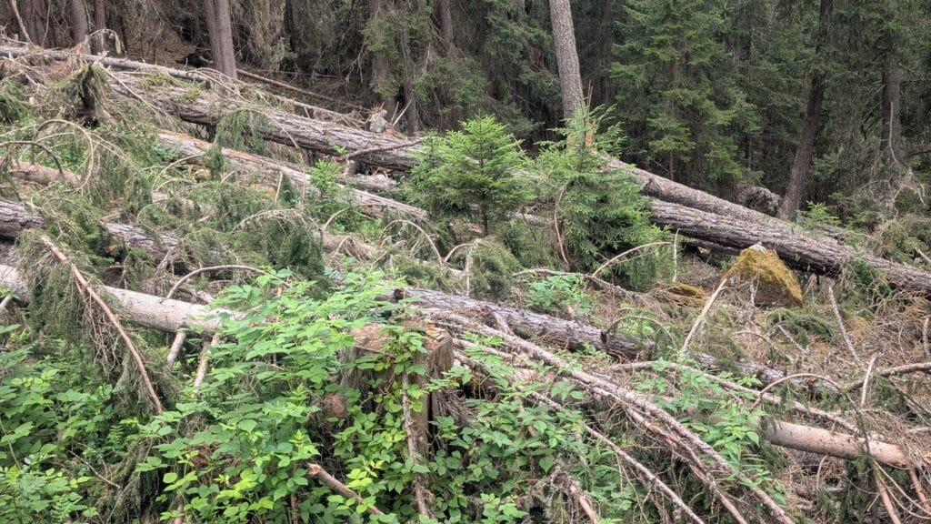 Une forêt avec des arbres tombés, recouverte de végétation dense, montrant les conséquences d'une tempête récente.