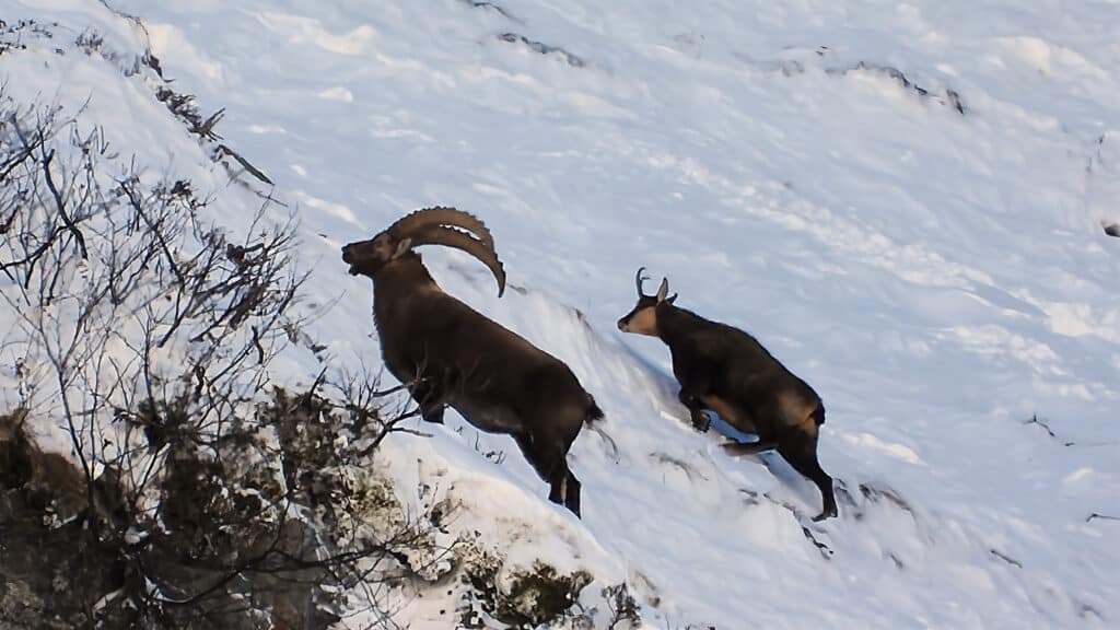 Deux animaux de montagne, un ibex et un chamois, se déplacent sur un terrain enneigé.