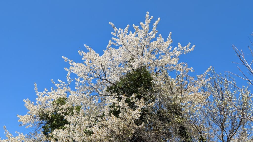 Fleurs de cerisier éclatantes sous un ciel bleu clair.