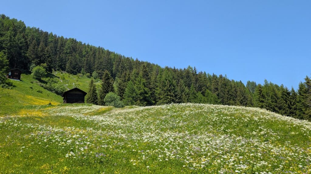 Un paysage de montagne verdoyant avec une prairie fleurie au premier plan et des chalets en bois surplombés par une forêt dense de conifères sous un ciel bleu clair.